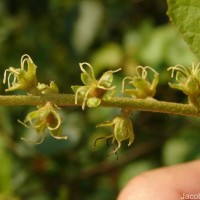 Croton caudatus Geiseler